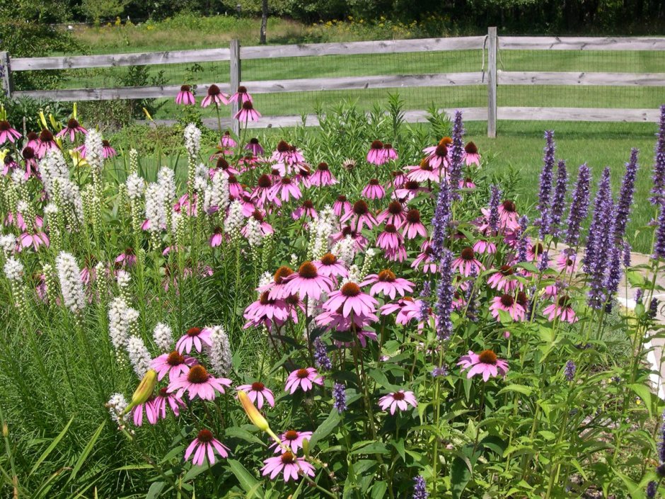 Эхинацея Флокс Лиатрис