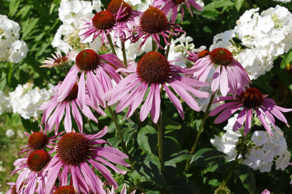 Эхинацея пурпурная (рудбекия пурпурная)