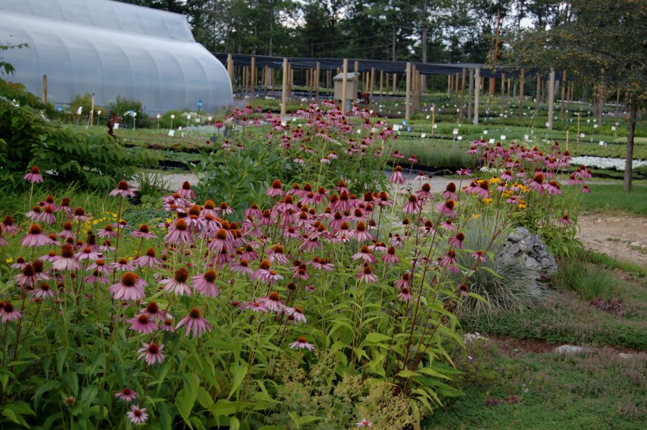 Эхинацея пурпурная 'Magnus'