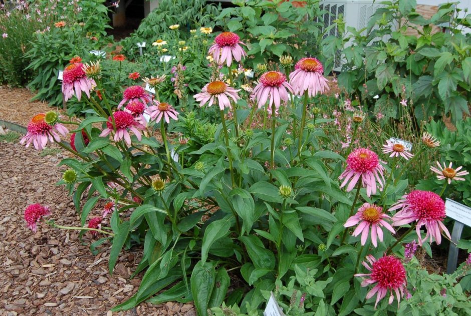 Эхинацея цветок многолетний