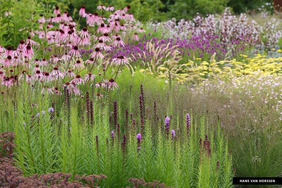 Лиатрис и эхинацея