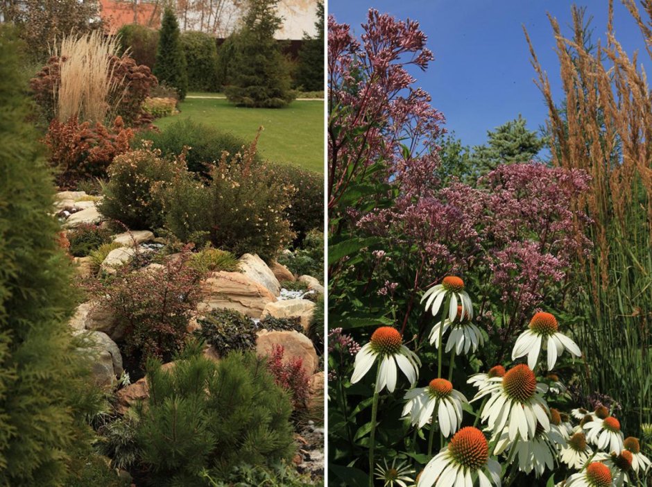 Миксбордер с эхинацеей