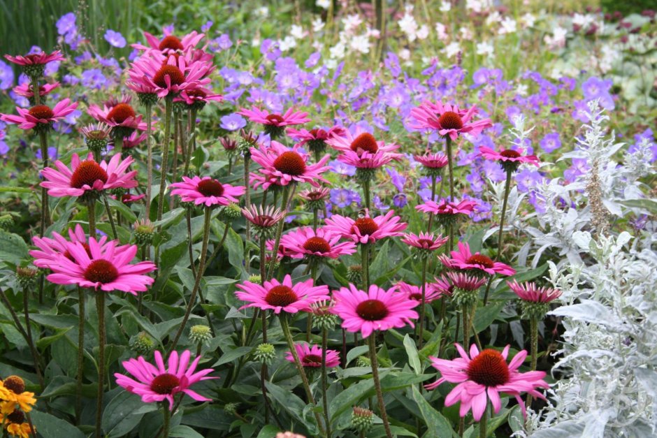 Эхинацея пурпурная the King