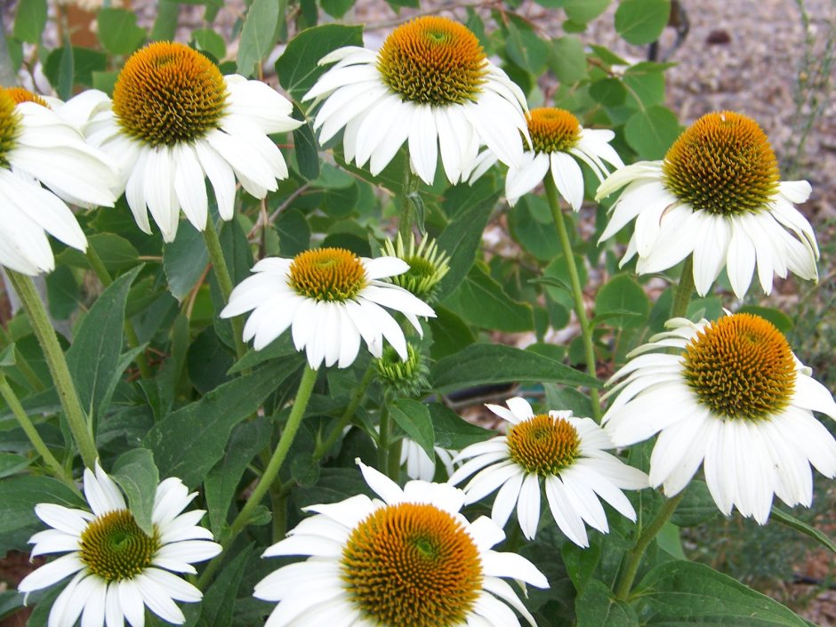 Эхинацея пурпурная 'Примадонна Уайт', белая