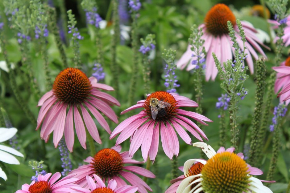 Эхинацея пурпурная “Ханни Дью”