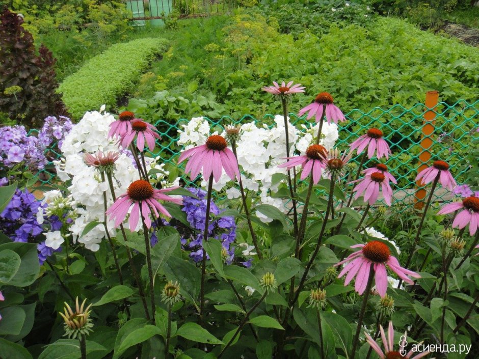 Ирис и эхинацея