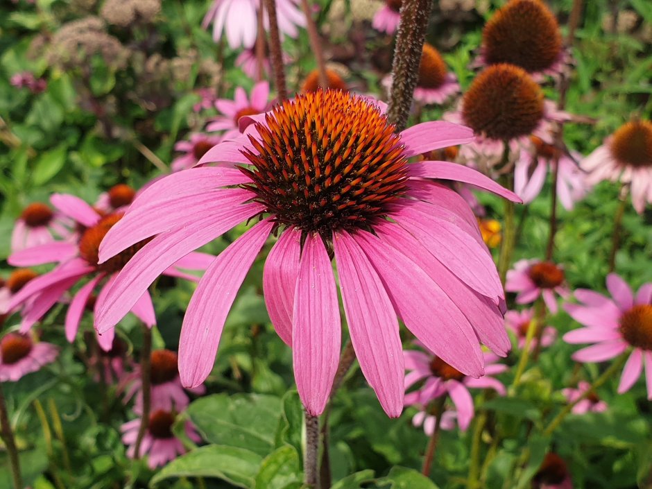Эхинацея пурпурная / Echinacea purpurea "Prairie Splendor Deep Rose