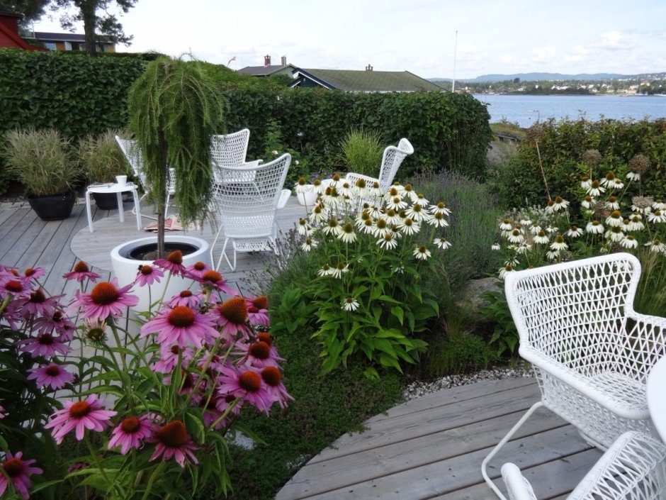 Эхинацея пурпурная Магнус в ландшафте