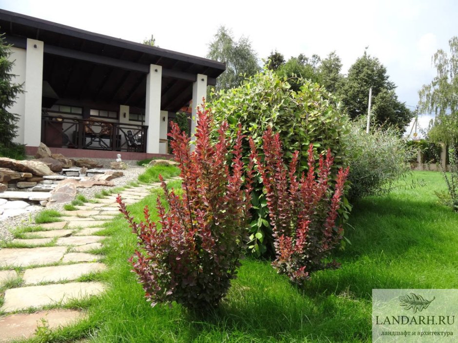 Барбарис Скайрокет