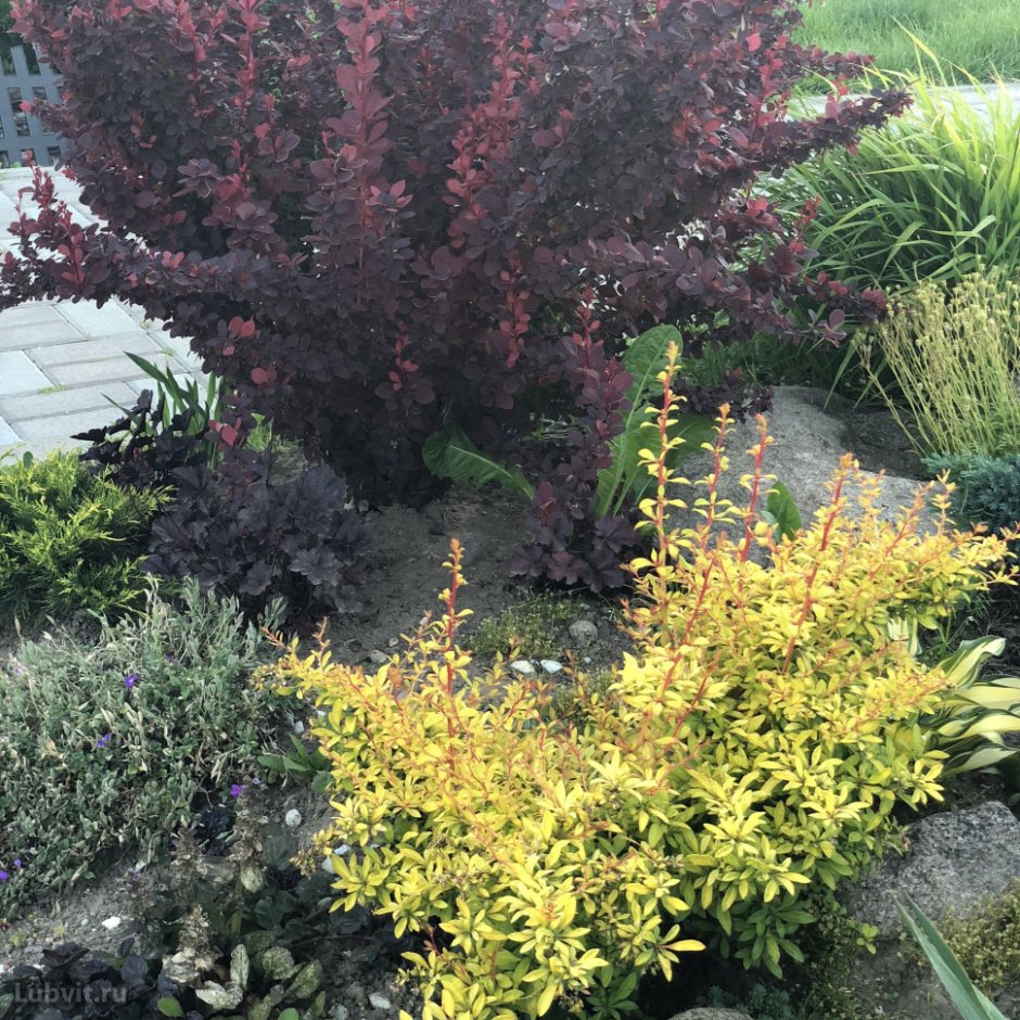 Барбарис Тунберга Мария в ландшафтном