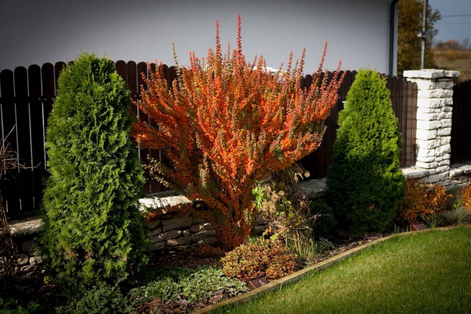 Барбарис Тунберга erecta