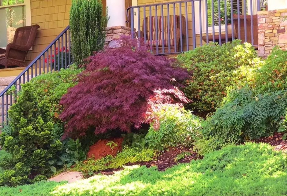 Барбарис и Стефанандра