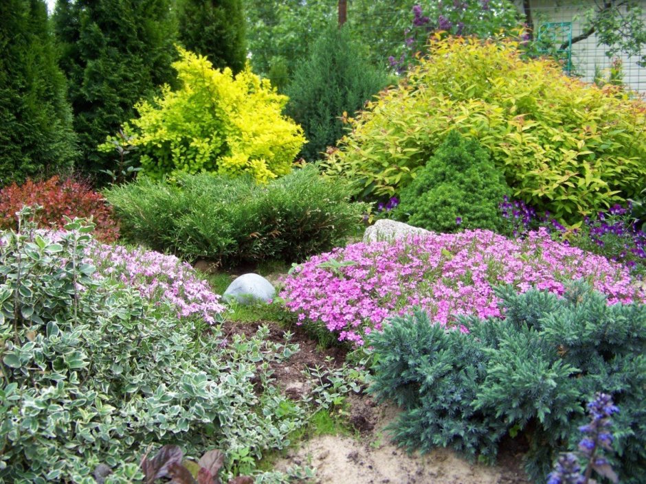 Туя Барбарис спирея