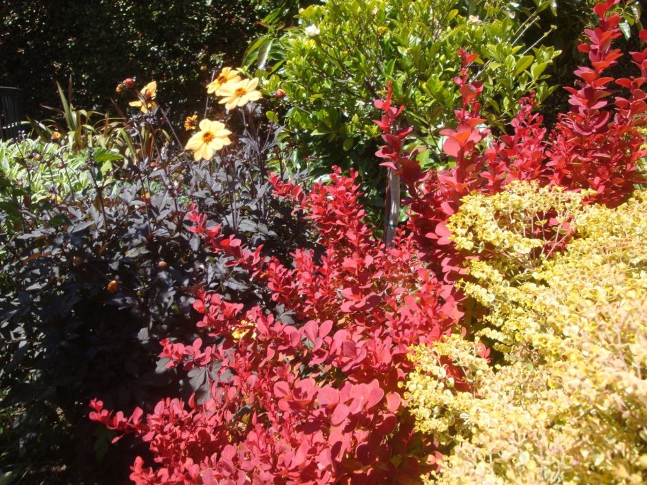 Форзиция спирея Барбарис