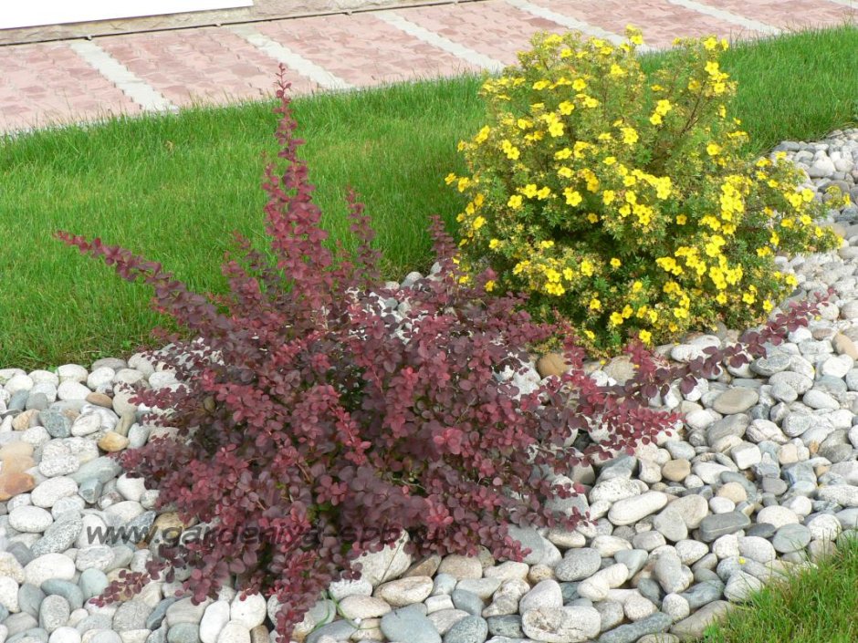 Клумба с барбарисом Тунберга