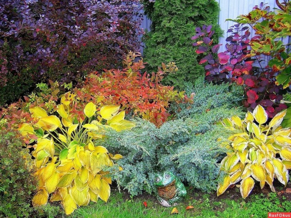 Миксбордер с барбарисом