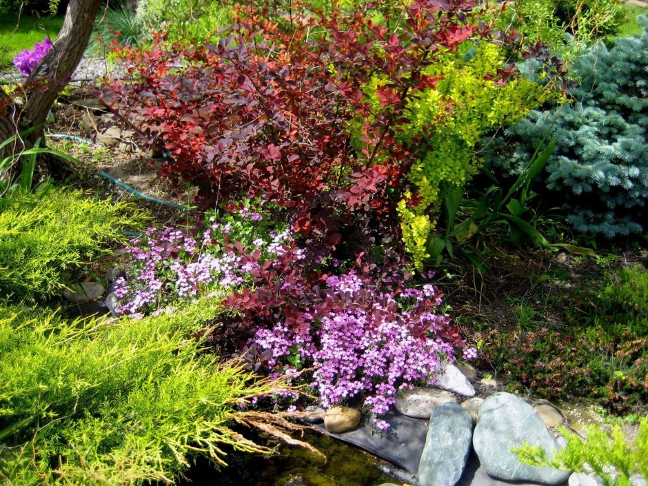 Барбарис Тунберга Atropurpurea