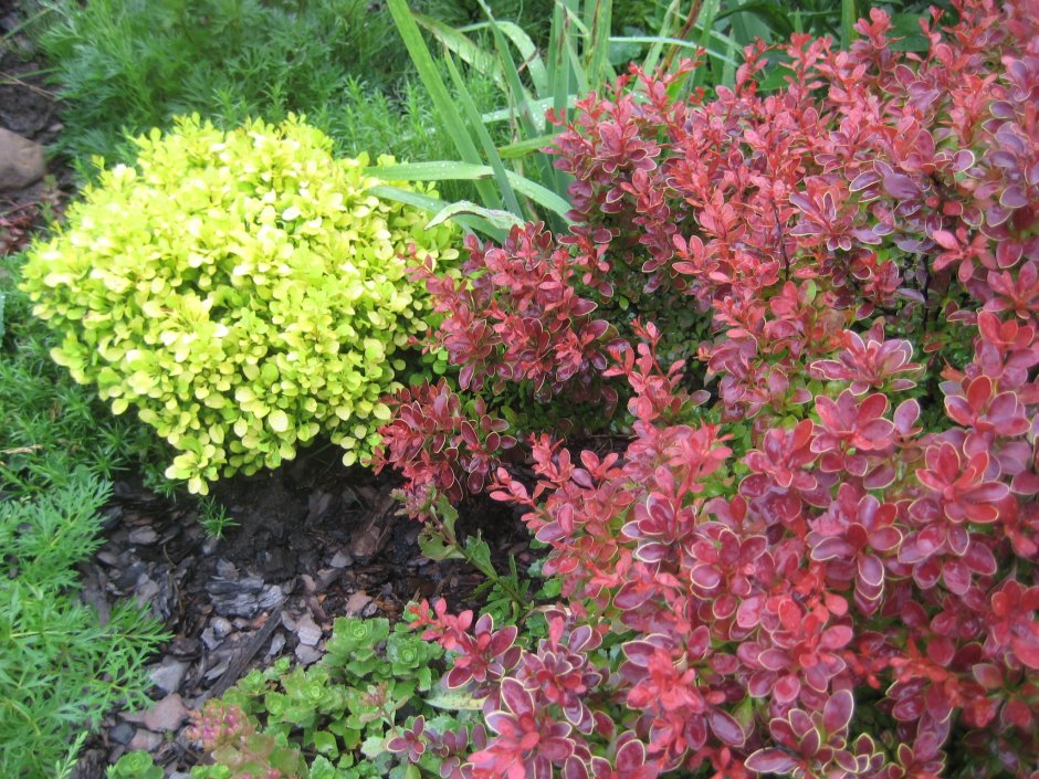 Барбарис Тунберга Адмирейшн изгородь