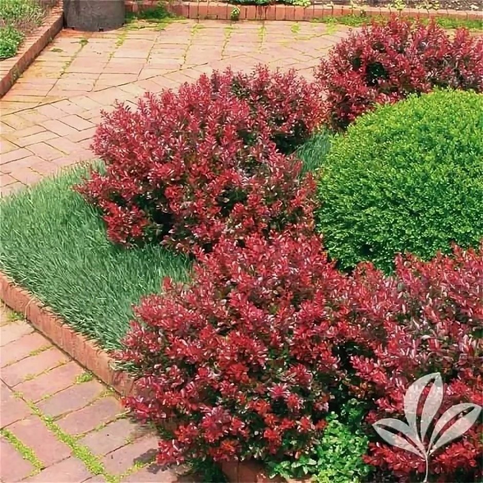 Барбарис Тунберга Aтропурпурея