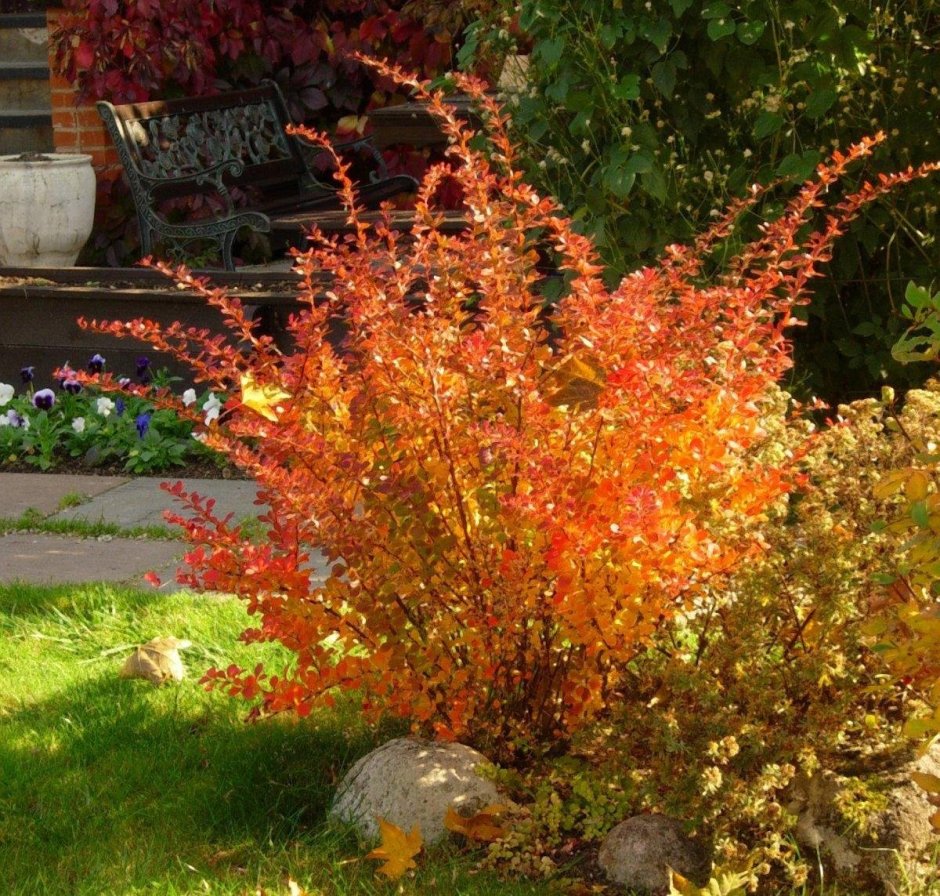 Барбарис Тунберга осенью