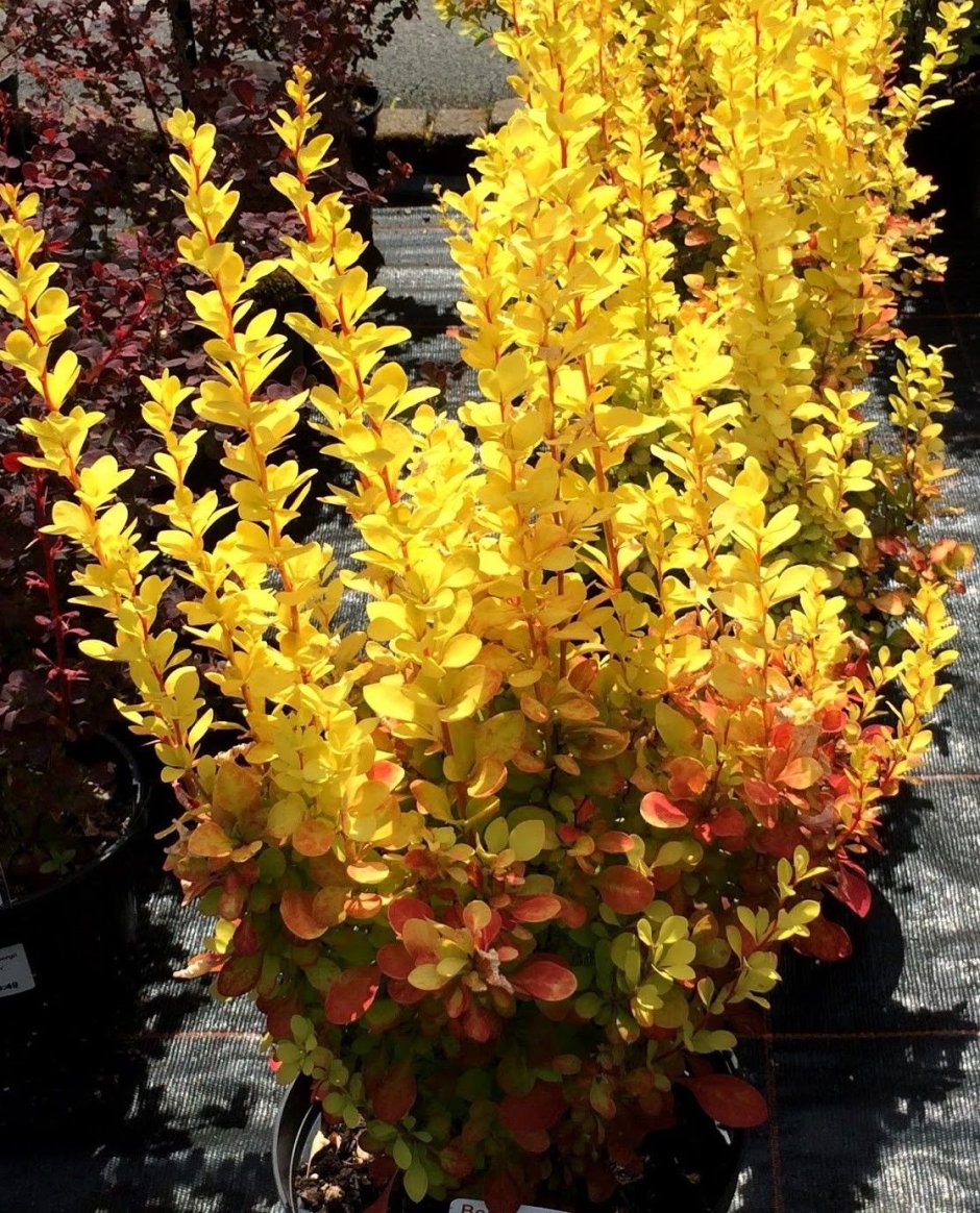 Барбарис Тунберга Эректа