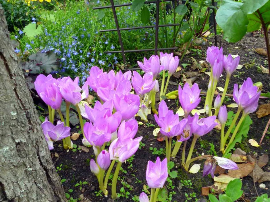 Колхикум безвременник