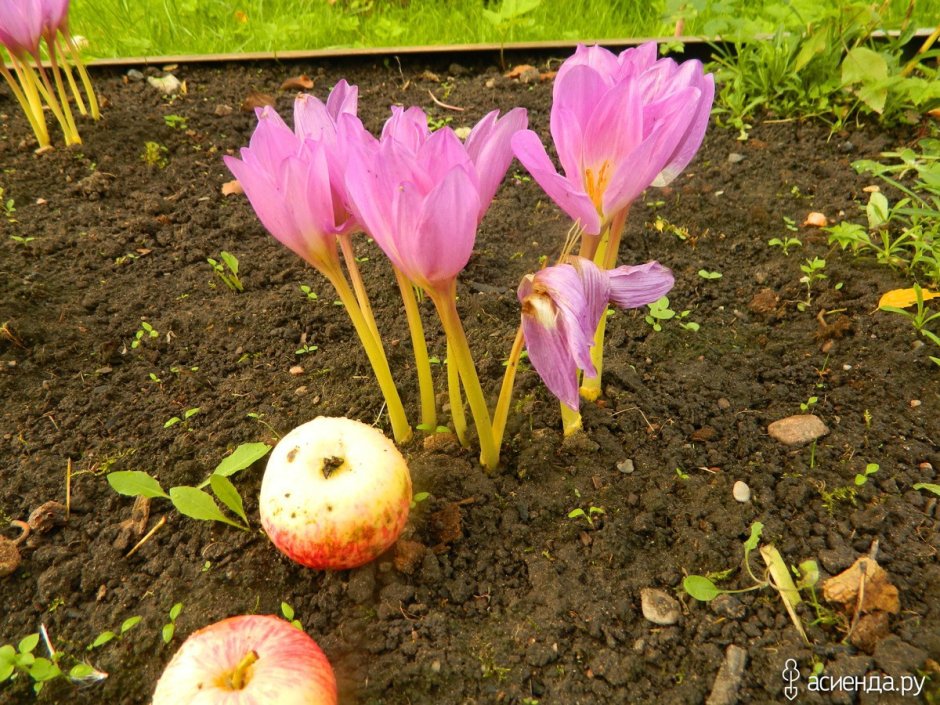 Крокус Шафран осенний