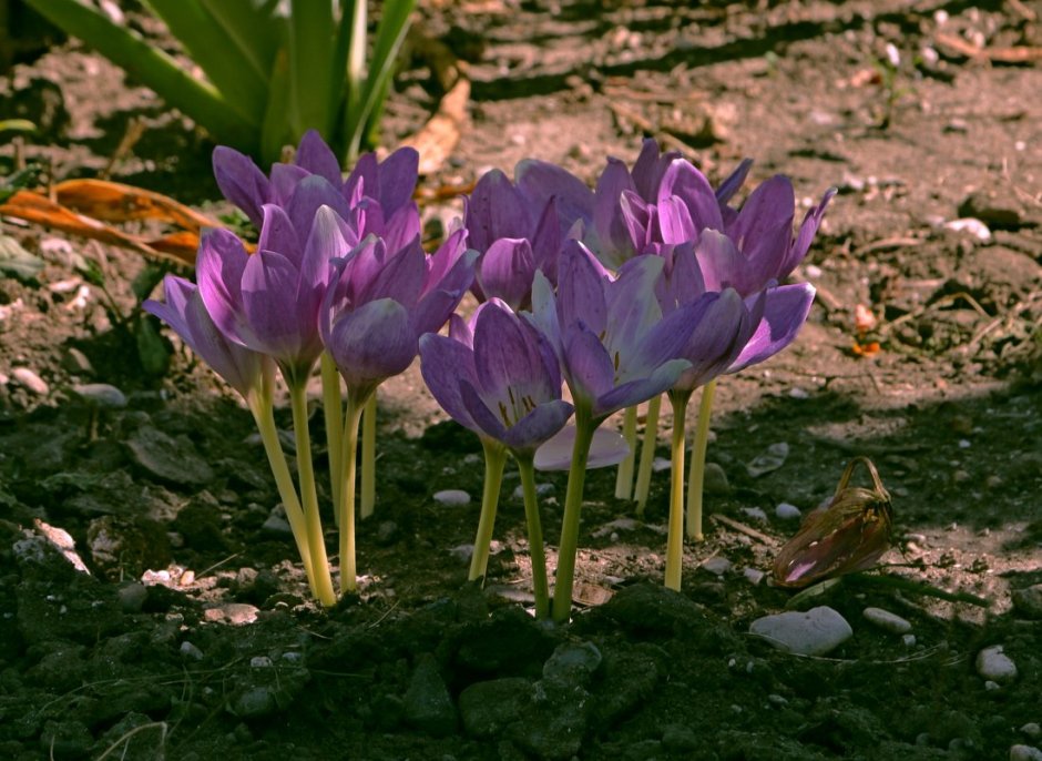 Колхикум безвременник осенний