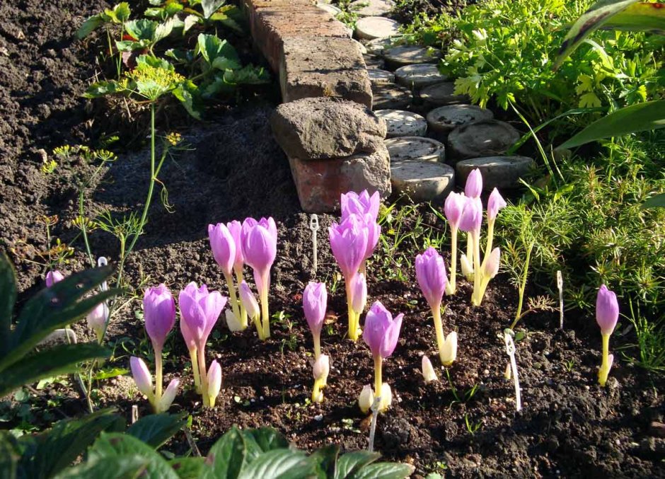 Безвременник Арлекин