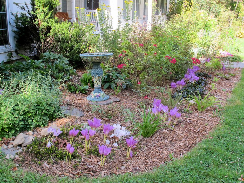 Безвременник на клумбе