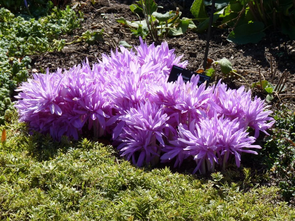 Безвременник цветок садовый