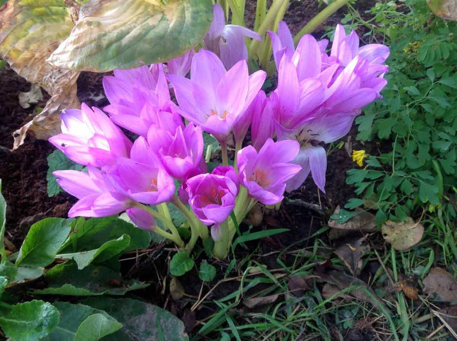 Безвременник Waterlily