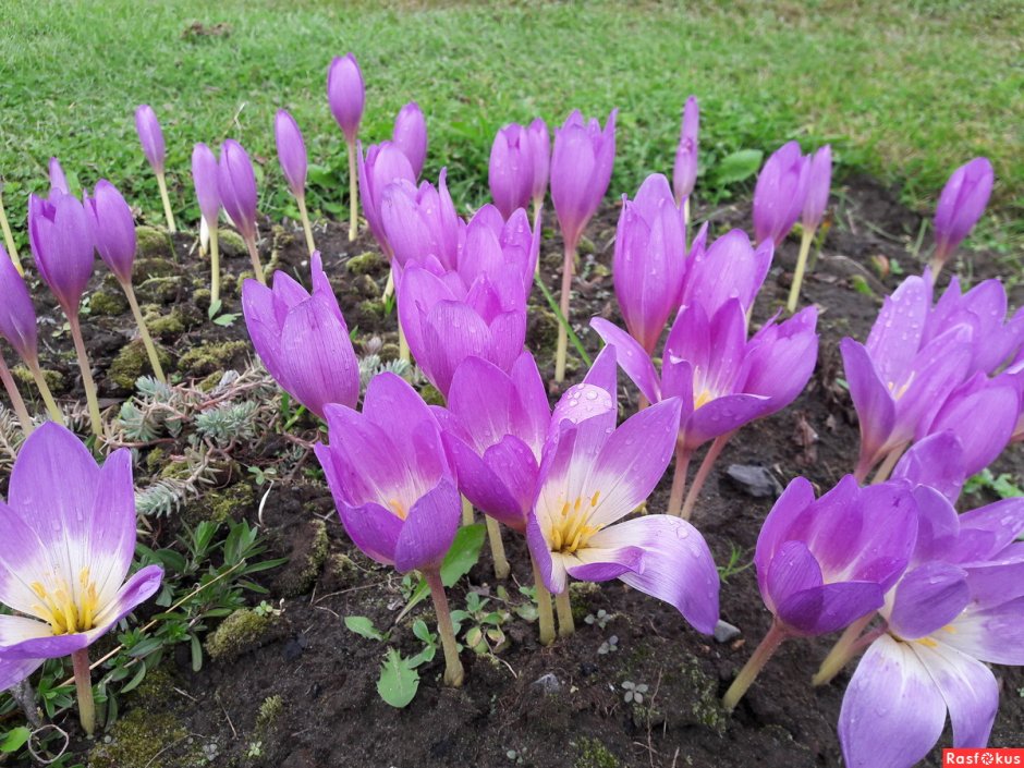 Безвременник Лилак