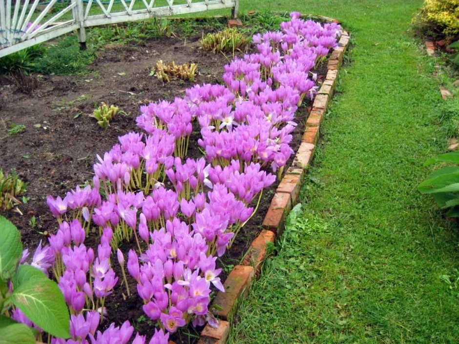 Безвременник на клумбе