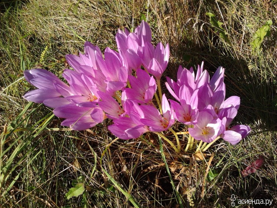 Безвременник Pleniflorum