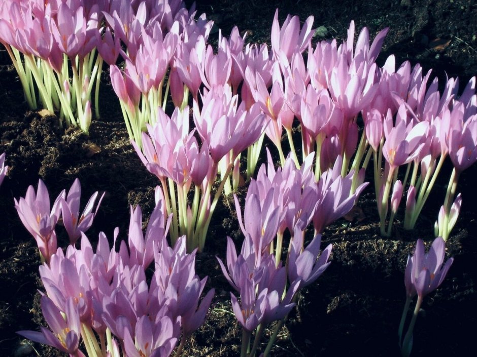 Гортензия и рододендрон в ландшафте