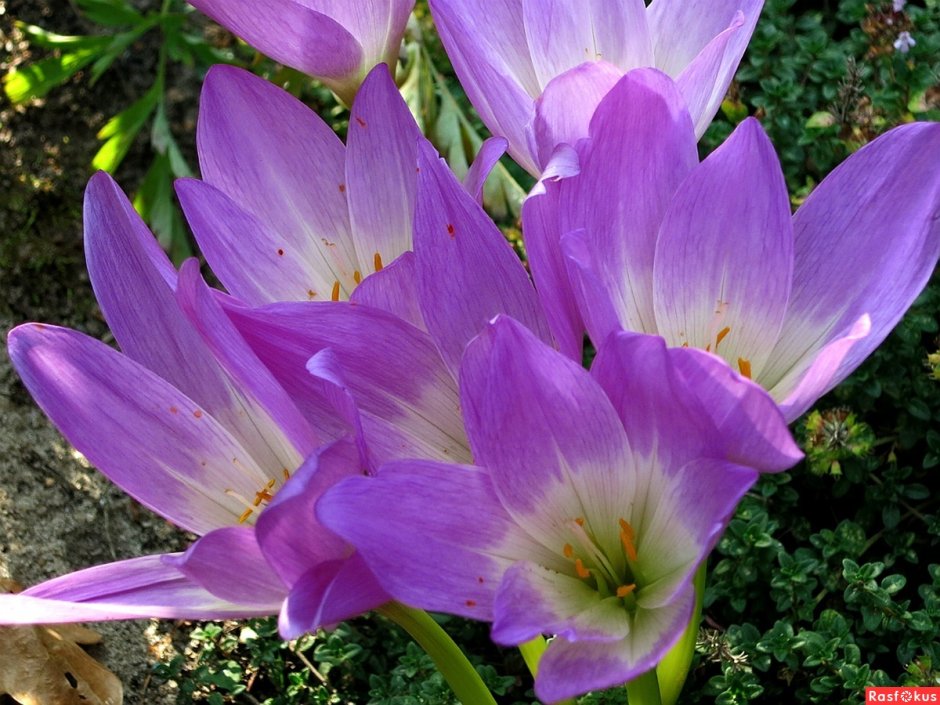 Безвременник всходят