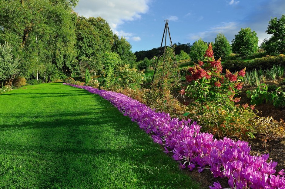 Безвременник осенний в саду ландшафтные хитрости