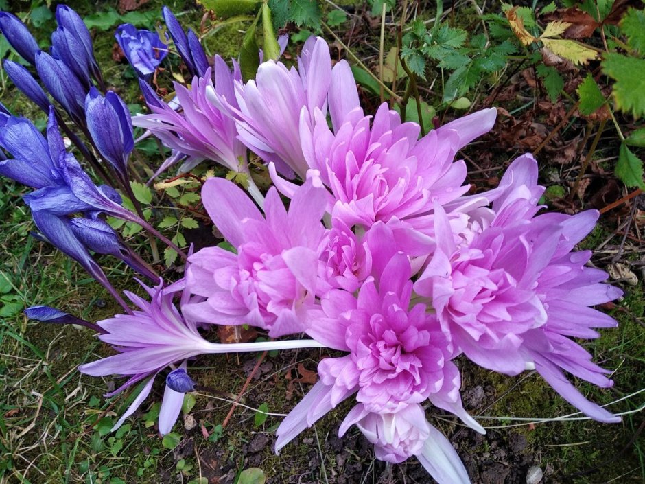 Безвременник Киликийский