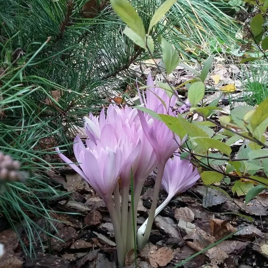 Безвременник на клумбе