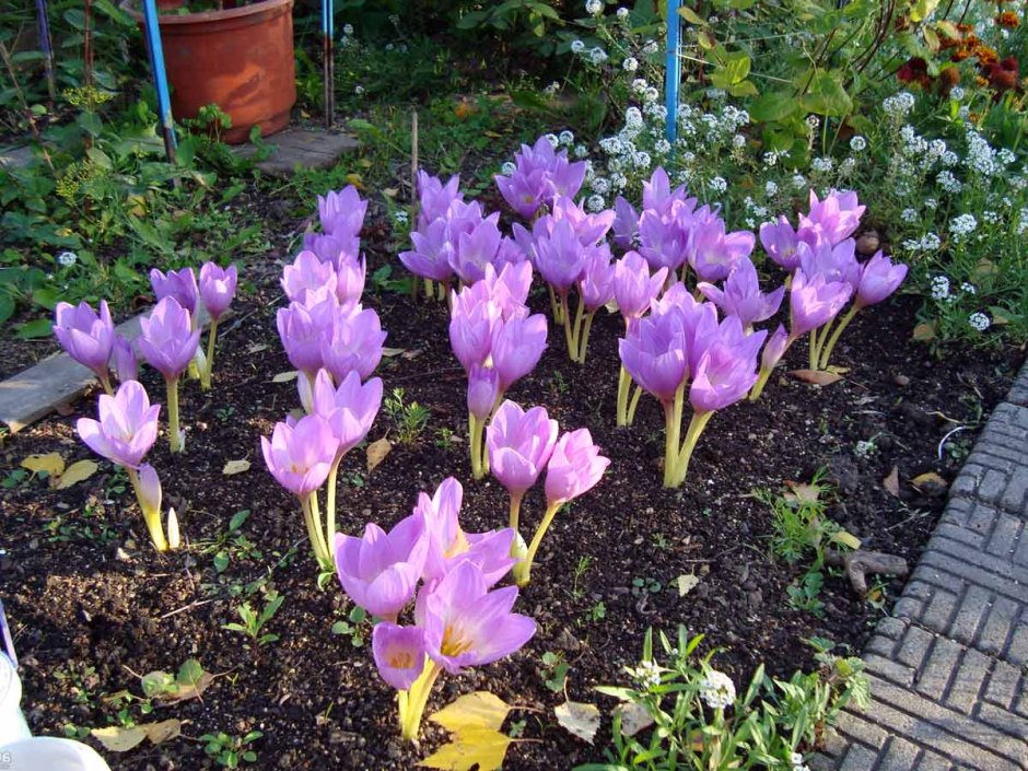 Безвременник цветок садовый