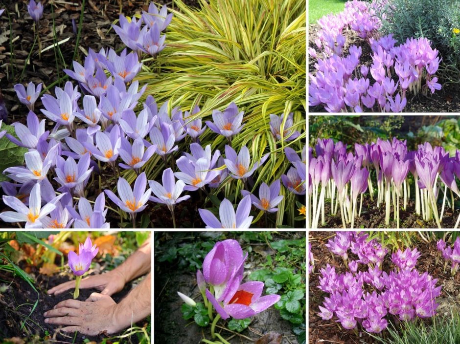 Многолетник безвременник цветок