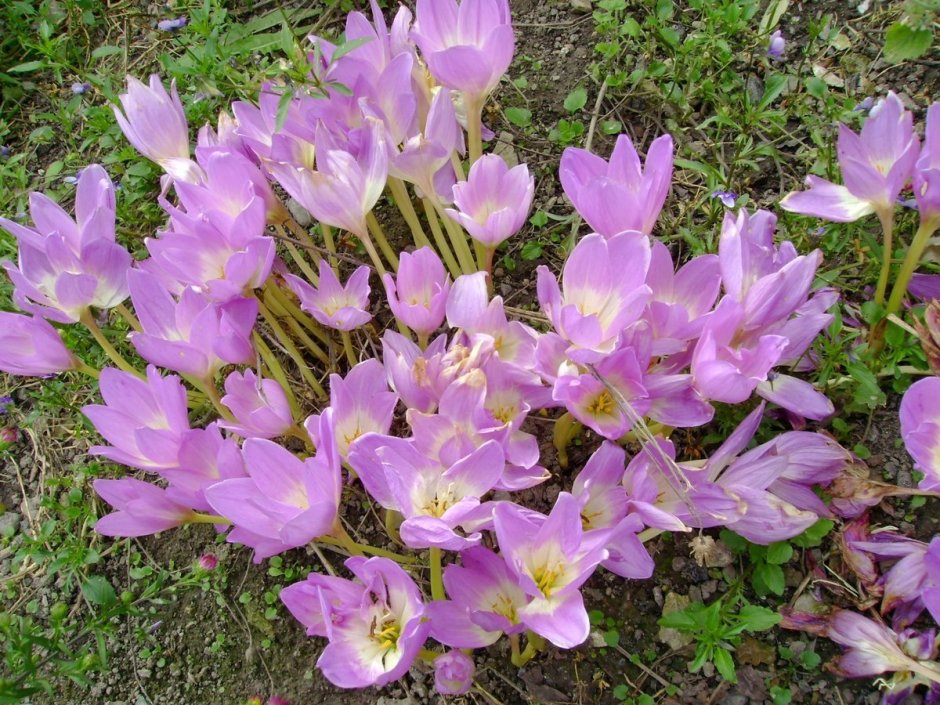 Безвременник Арлекин