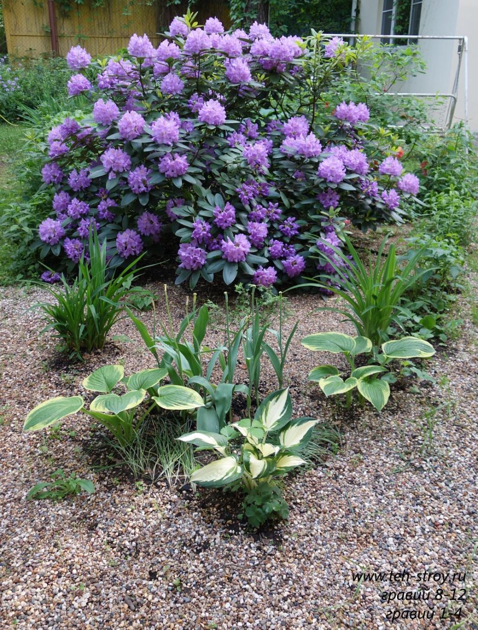 Безвременник Waterlily