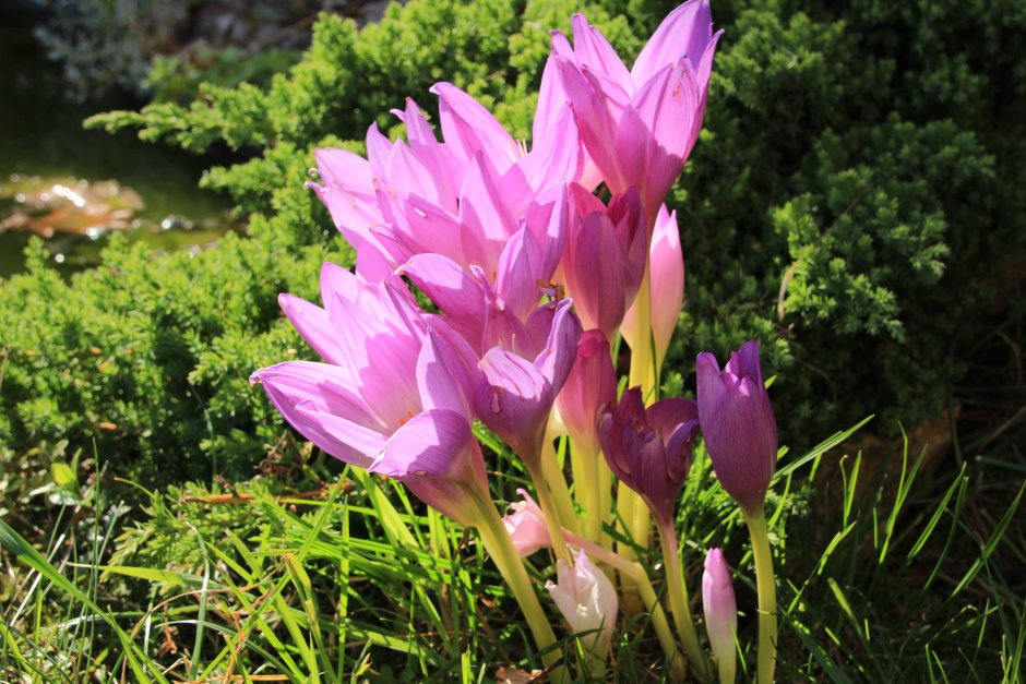 Безвременники Фомина