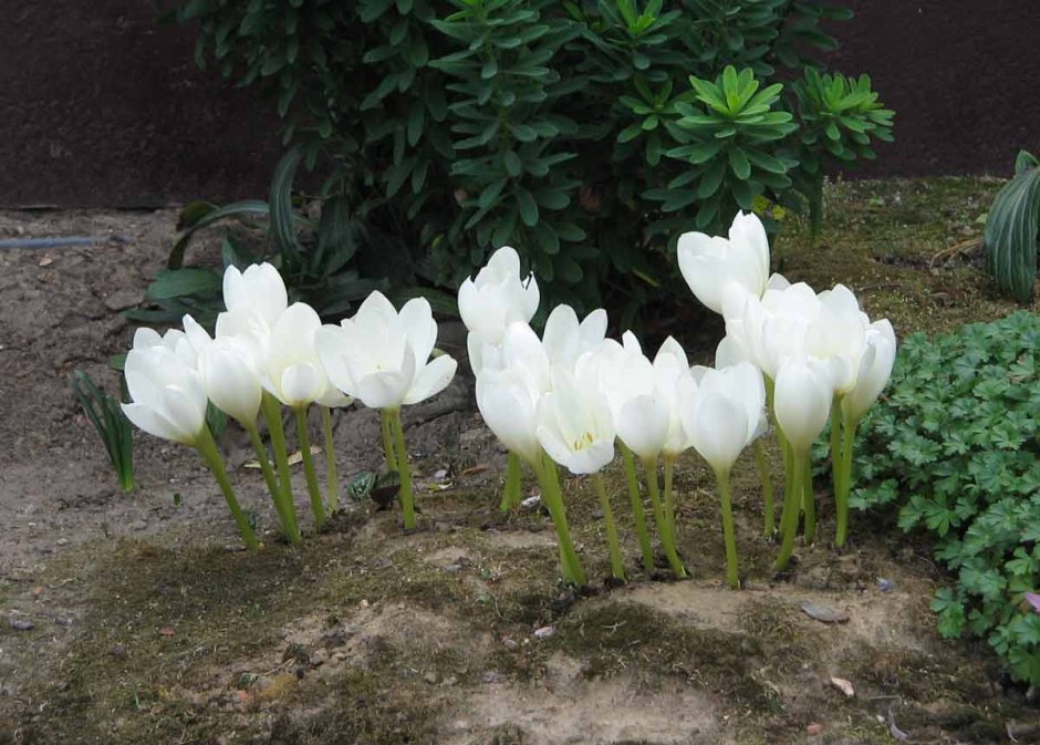 Колхикум безвременник осенний