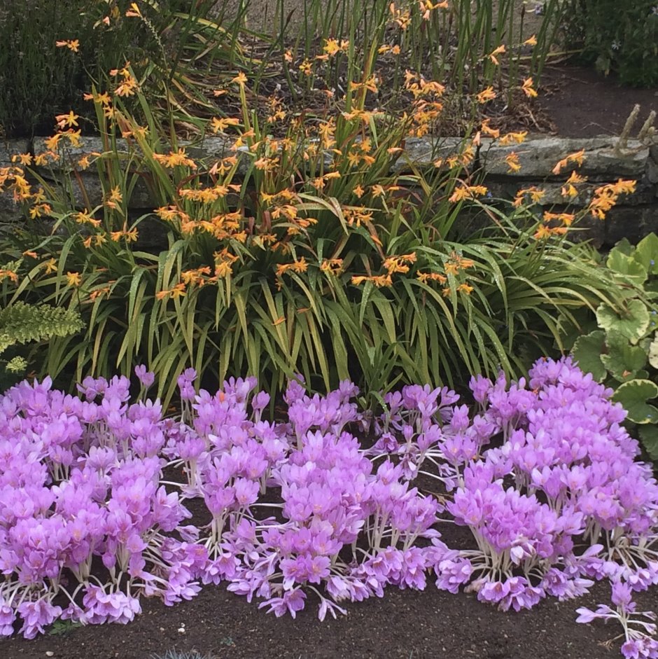 Безвременник на клумбе