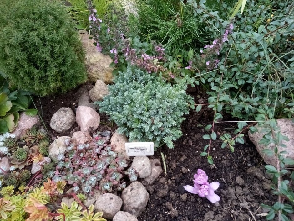 Галантусы; • безвременник; • белоцветник