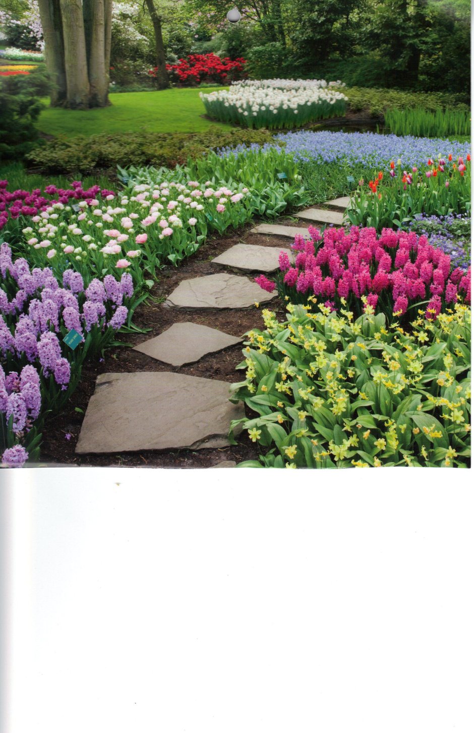 Безвременник в ландшафтном дизайне