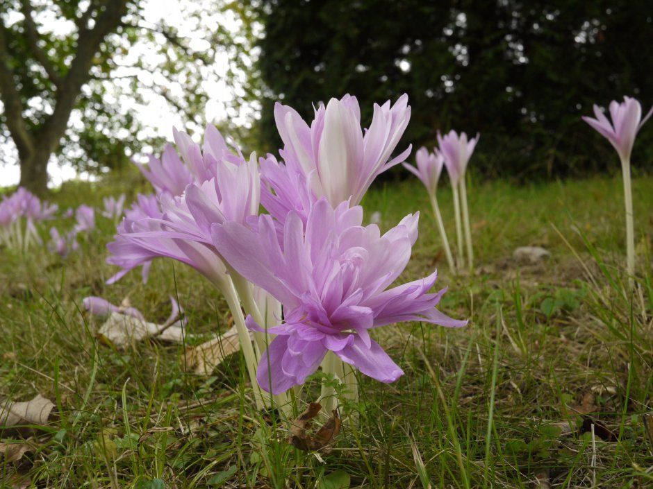 Безвременник Ватерлили